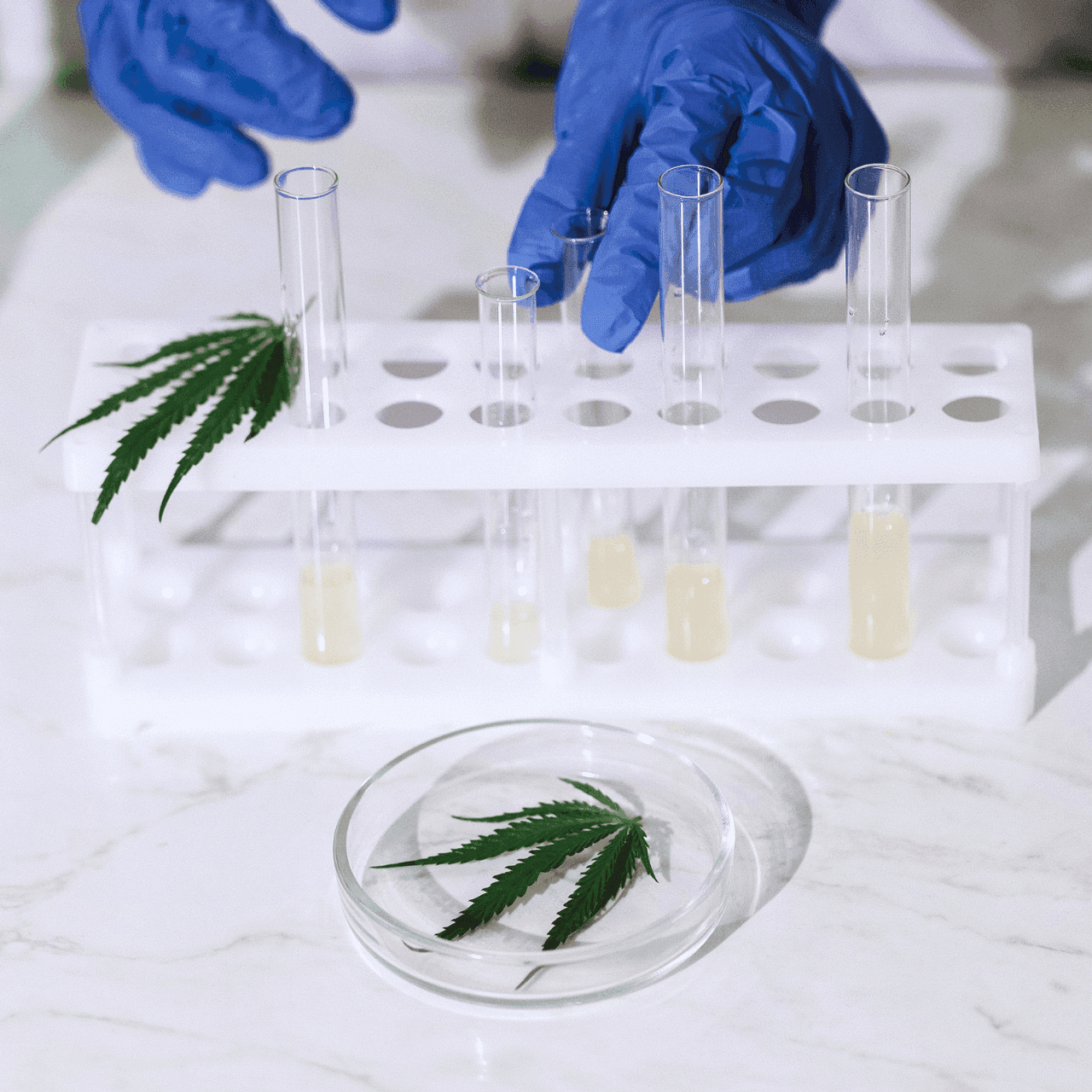Cannabispflanze im Labor mit Reagenzgläsern im Hintergrund