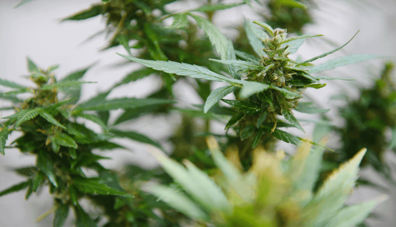 Cannabispflanzen in Nahaufnahme